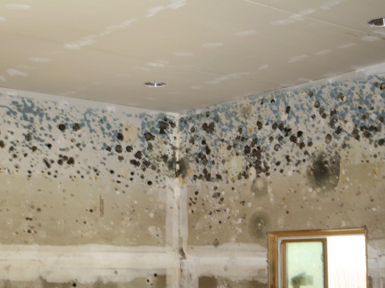 Mold vs. Mildew  HGTV