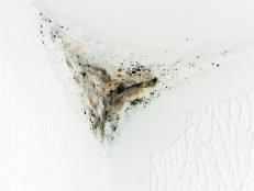 A detail shot of mold on a corner.