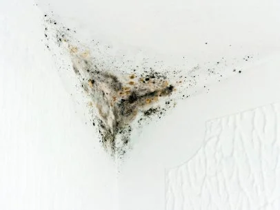 Mold in the Attic | HGTV