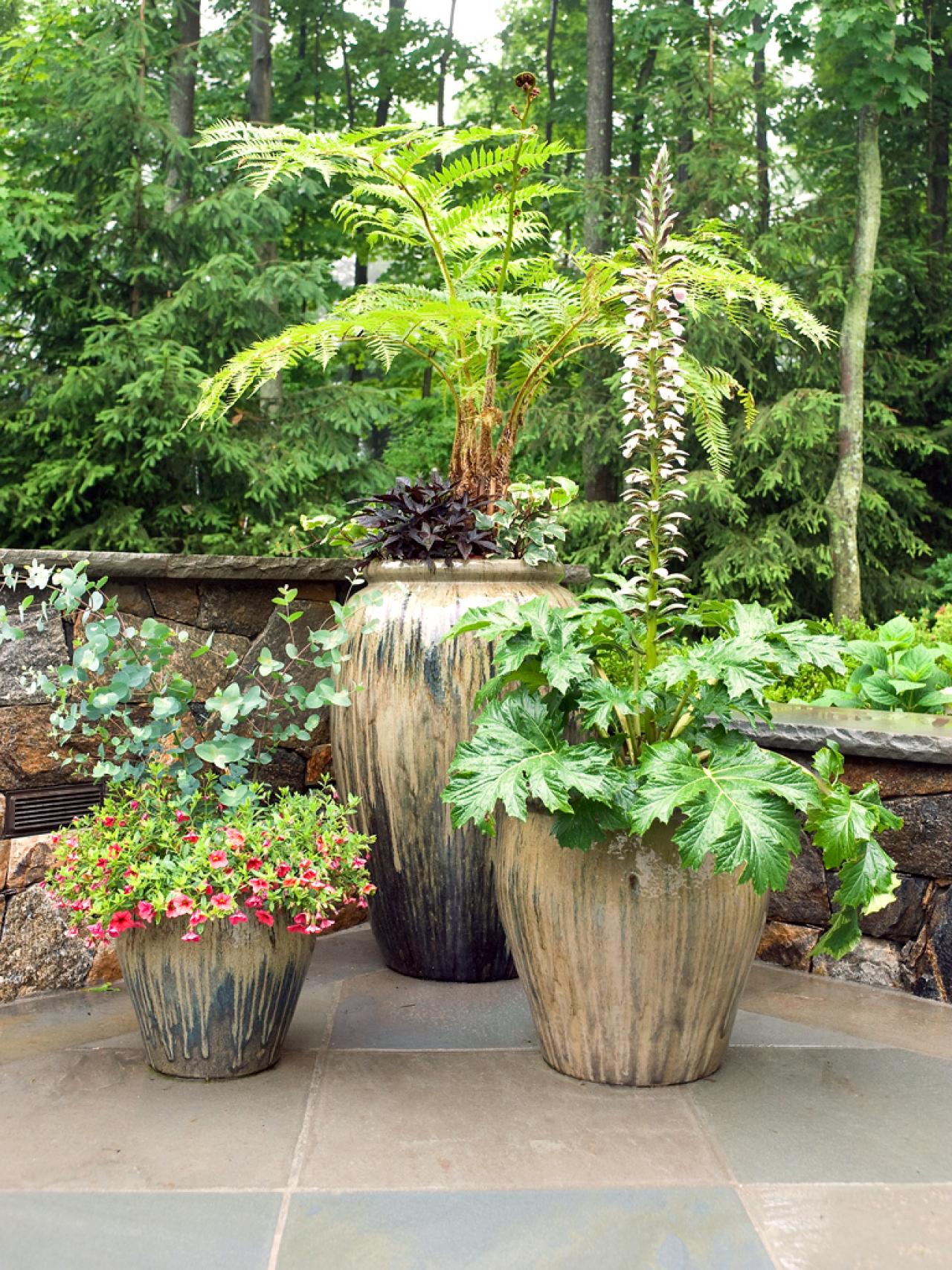 Plants For Your Patio, Outdoor Plant Shrubs