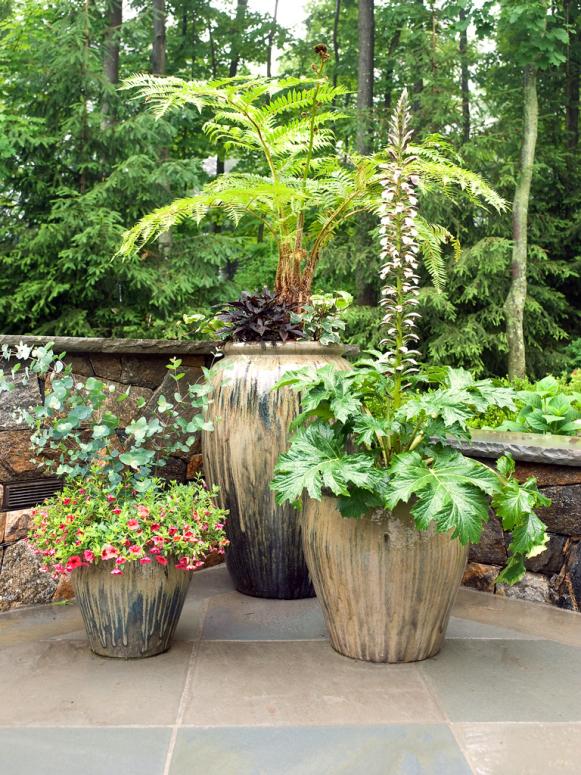 Plants For Your Patio, What Plants Are Good For Patio Planters