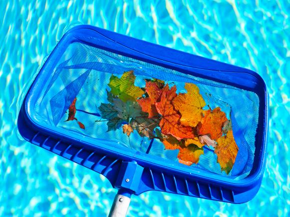 Cleaning swimming pool of fall leaves with blue skimmer before closing