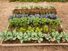 A raised garden bed is filled with cool-season vegetables, including (from front) broccoli, Swiss chard, onions, kale, purple cabbage and red lettuce.
