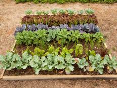 Small Raised Garden Bed With Cool-Season Vegetable