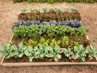 A raised garden bed is filled with cool-season vegetables, including (from front) broccoli, Swiss chard, onions, kale, purple cabbage and red lettuce.