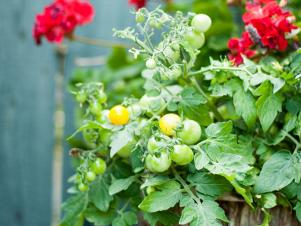 Red Geraniums and Yellow Cherry Tomatoes
