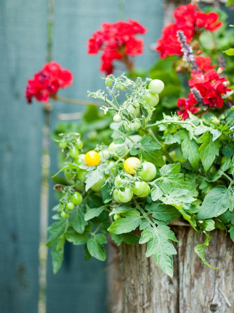 A dwarf yellow cherry tomato plant is a delightful companion for red geranium in this containe garden.