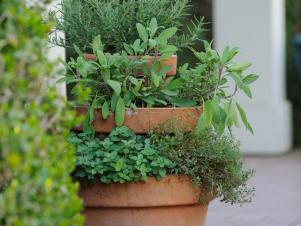 Mediterranean Herbs in Small Clay Containers