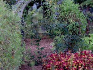 Arbor Covered With Edible Vines in a Landscape
