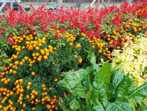 Red Salvia, Marigolds and Swiss Chard in the Garde