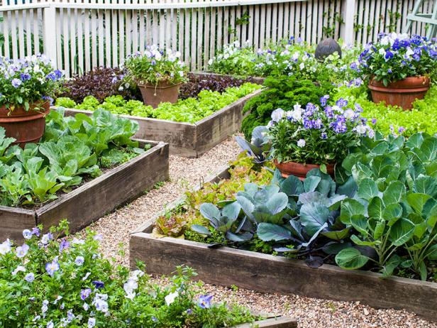 Image of Raised bed garden with vegetables