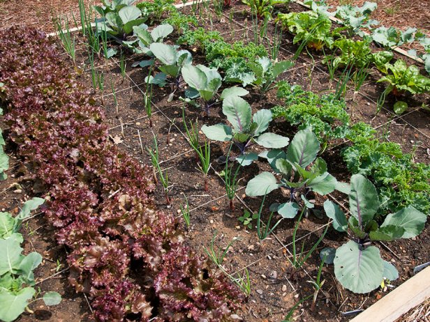 A vegetable plant occupies each square foot of this raised bed, following a small-space vegetable growing technique known as square foot gardening.