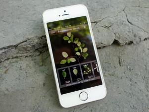 Original_Carley-Knobloch-SSS-gardening-apps-leafsnap_h