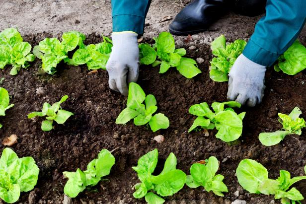 Planting in the Fall