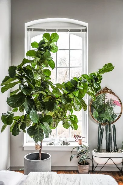 money tree plant Money Tree