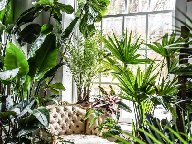 Hilton Carter's House Jungle: 280 Plants, 1 Small Space | HGTV