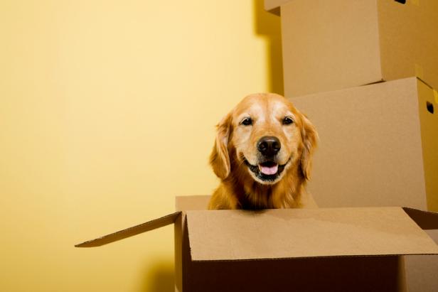 Golden Retriever in Moving Box