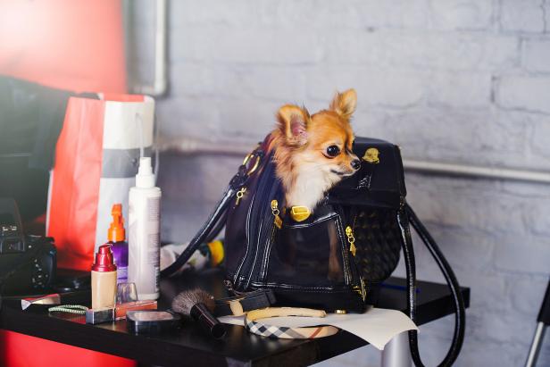 the little dog in the bag on the table among cosmetics, style and fashion