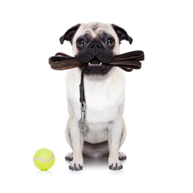 pug dog with leather leash ready for a walk with owner, isolated on  white background