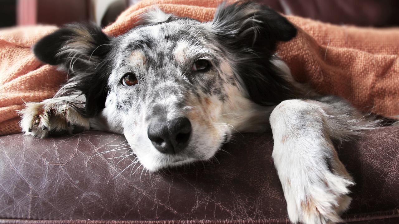 Blankets for shelter dogs best sale