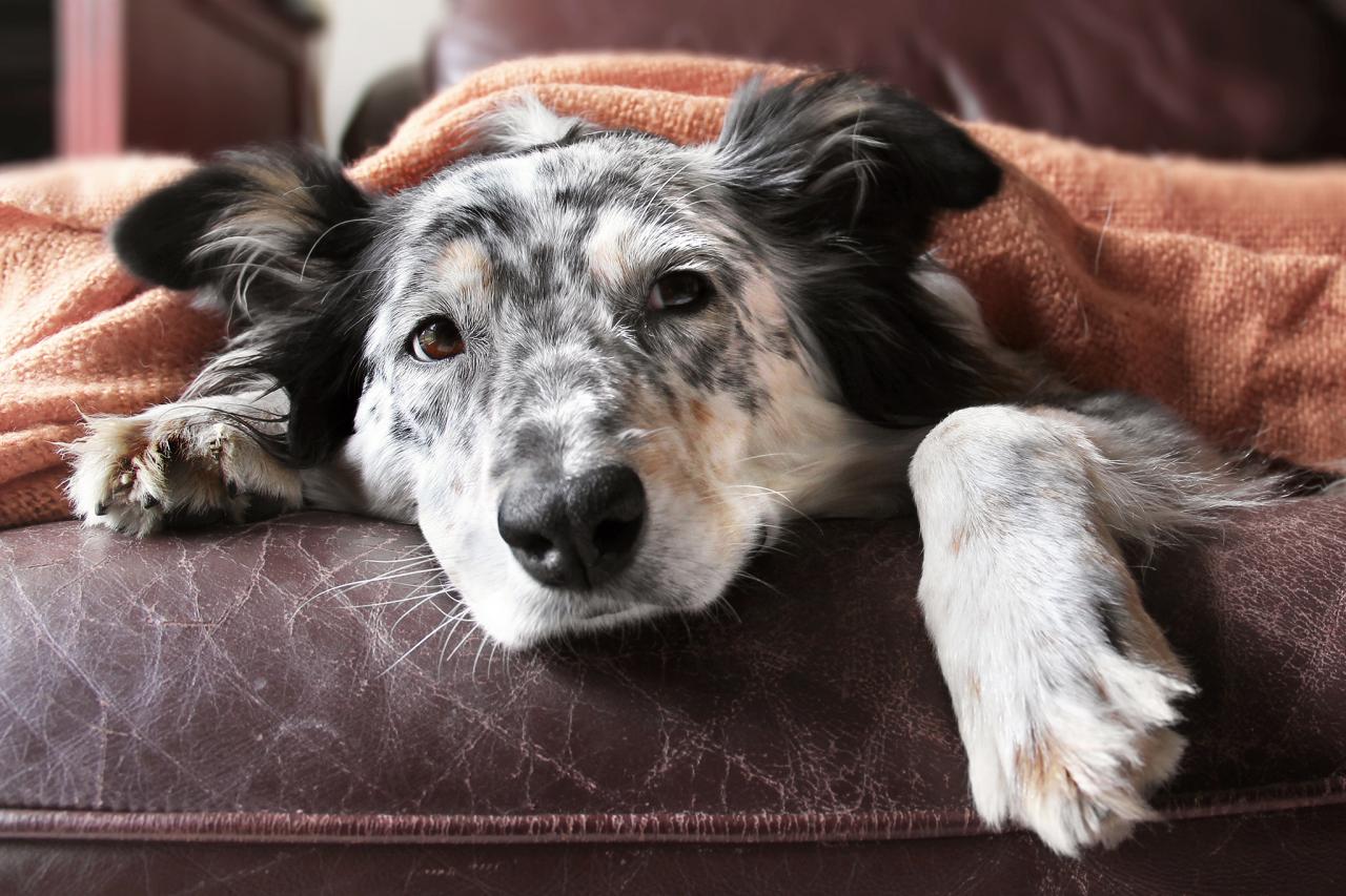 Blankets for shelter store animals