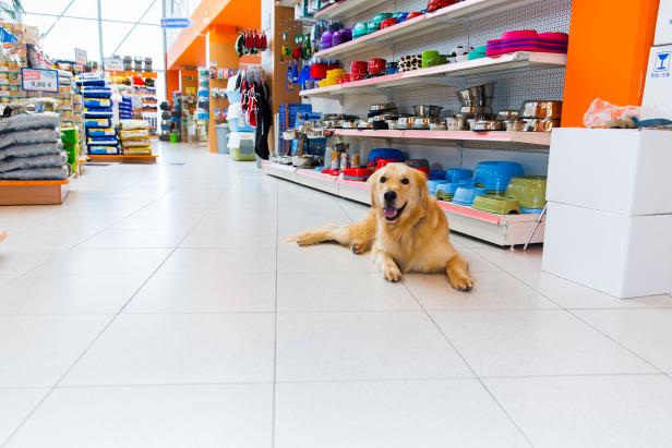 Cute Golden Retriever in pet store resting,rack of dog bowls behind him