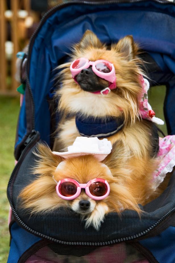 Two miniature pomeranians dressed in high fashion for a girl's day out shopping and sightseeing; riding in baby stroller.
