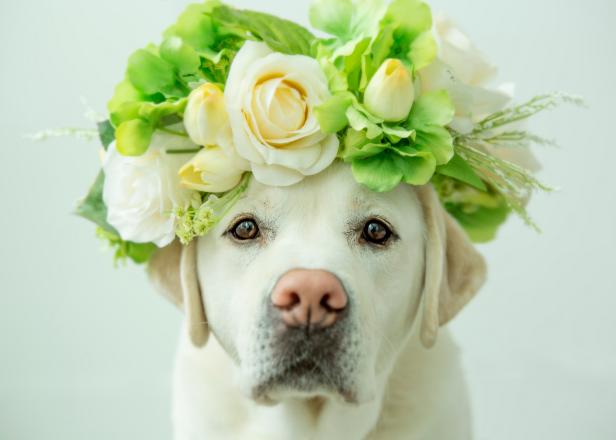 A labrador retriever looking glamorous with a flower crown on his head.