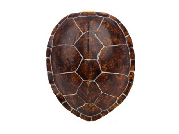 Brown Faux Turtle Shell Wall Plaque