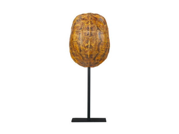 Chester Cognac Turtle Shell