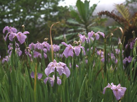 Iris Plants in a Waterlogged Garden