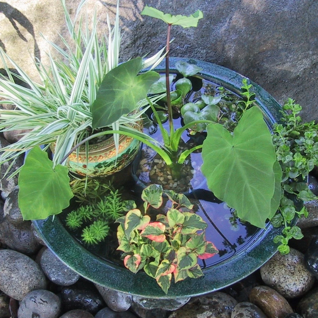 Making A Pond in a Pot | HGTV