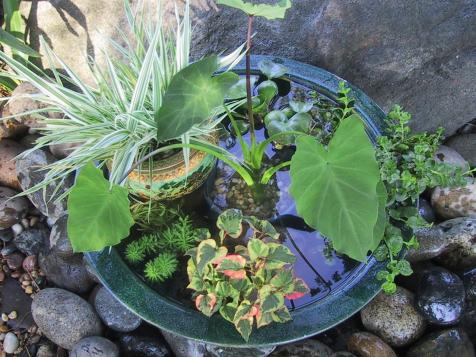 Making A Pond in a Pot