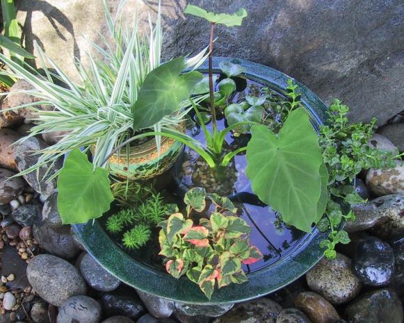 Making A Pond In Pot, Patio Water Garden Pots