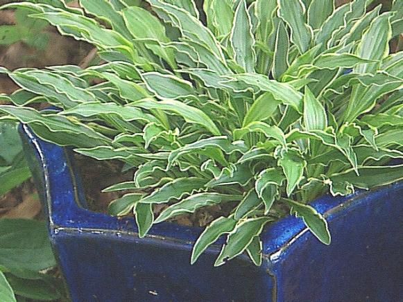A Stiletto Hosta plant in a blue pot. 