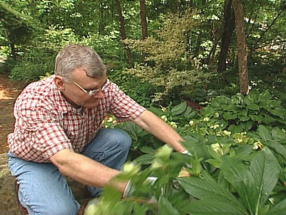 Man crouching next to hosta plant. 