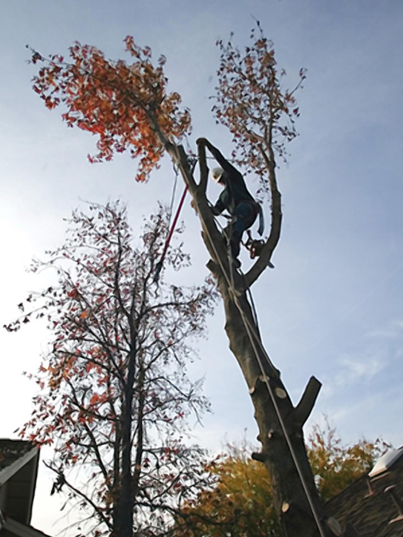 Best Tree Service For Tree Trimming