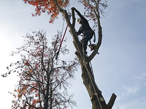 Tree Removal: You May Want to Consider an Expert