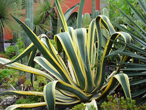 Common Agave Pests