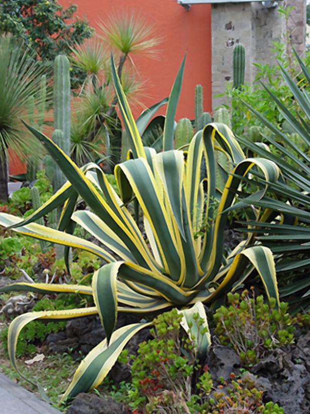 Common Agave Pests Hgtv,Virginia Sweetspire Little Henry