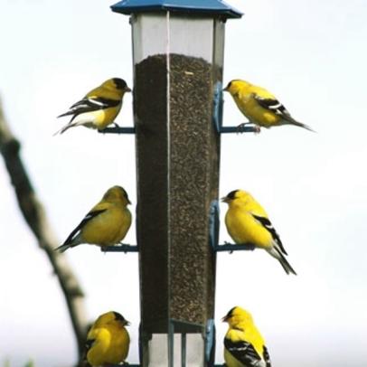 best bird feeders for yellow finches