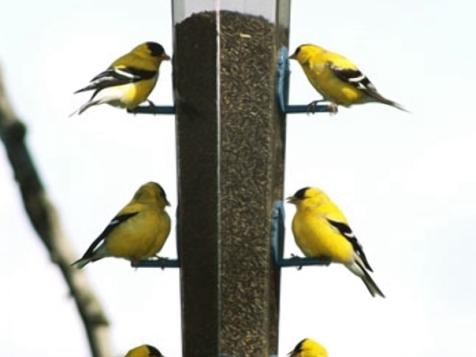 Feeding Birds in Winter: To Stop or Not to Stop?