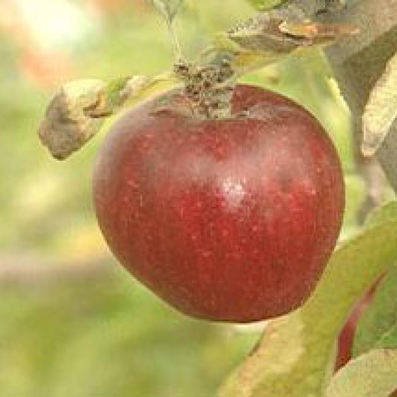 Red Delicious apples suck, so good thing they're no longer the  most-produced in American orchards.