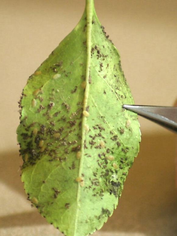 scale_leaf