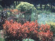 This evergreen shrub has bright foliage colors that's ideal for a summer garden.