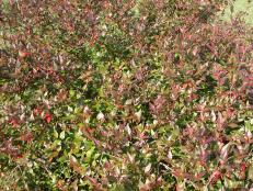 Glossy abelia (<em>Abelia</em> x <em>grandiflora</em>) is a fine-textured shrub that looks good with other broadleaf evergreens.