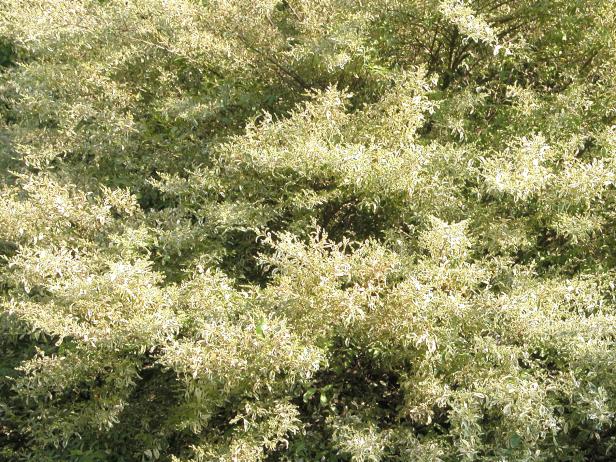 Variegated Ligustrum 