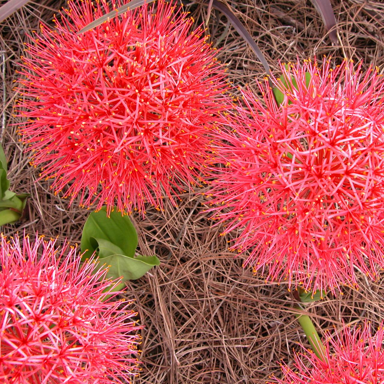 Blood Lily