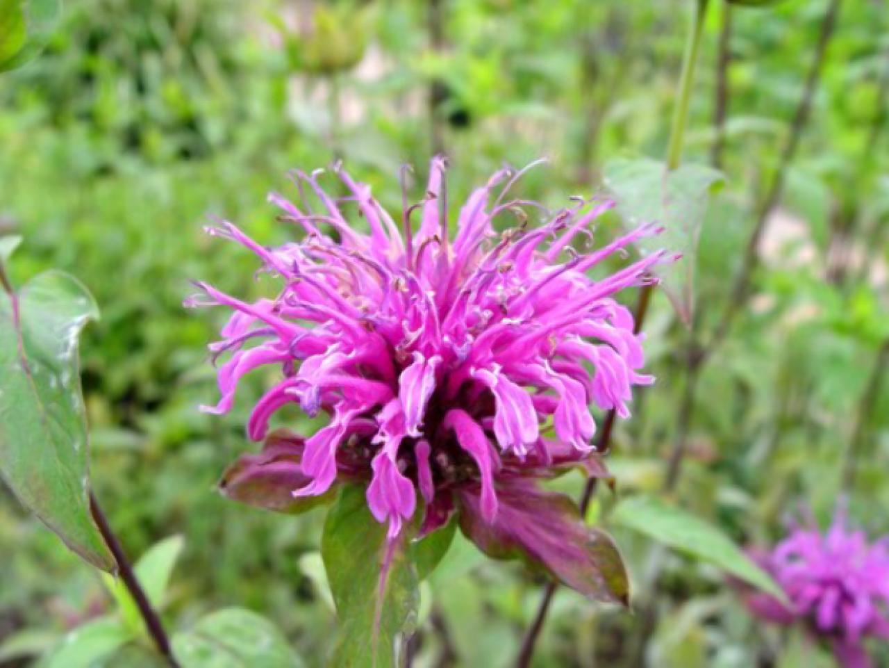 Facts About Bee Balm Hgtv