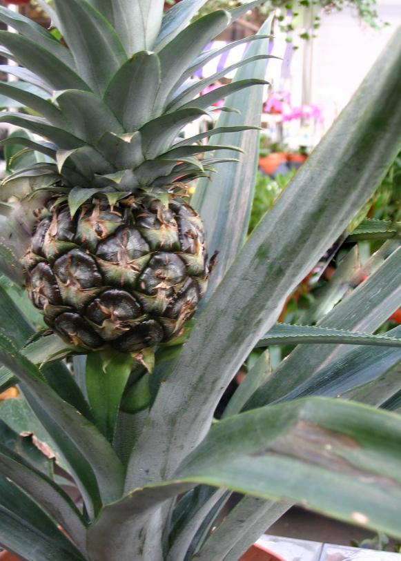 Resort_pineapple
